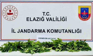 Elazig'da 158 Kök Kenevir Ele Geçirildi