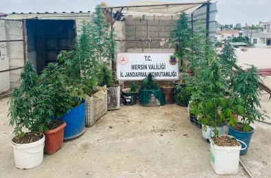 Kovalarda Uyusturucu Yetistiren 2 Süpheli Yakalandi