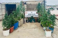 Kovalarda Uyusturucu Yetistiren 2 Süpheli Yakalandi