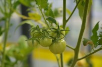 Samsun'da 2 Bin 252 Çiftçi Organik Tarim Yapiyor