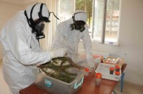 Simav'da Çam Kese Böcegi Ile Biyolojik Mücadele