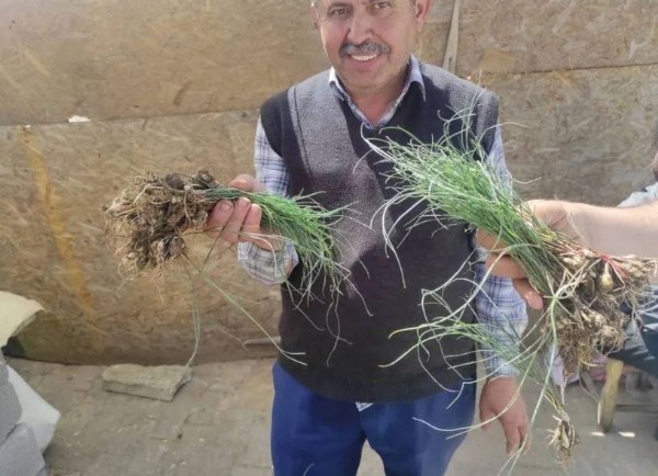 Köylünün geçim kaynağı: Bedavaya topluyorlar! 5 bin TL'den satıyorlar