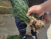 Köylünün geçim kaynağı: Bedavaya topluyorlar! 5 bin TL'den satıyorlar