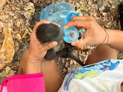 Meksika'da Asiri Sicaklar Nedeniyle 147 Maymun Telef Oldu