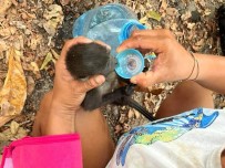 Meksika'da Asiri Sicaklar Nedeniyle 147 Maymun Telef Oldu