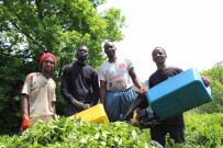 Senegalli Çay Isçileri Kaçak Çalistiklari Gerekçesiyle Sinir Disi Edilecek