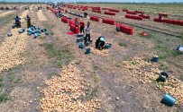 Sogan Fiyatlari Tarlada 5 Liraya Düstü