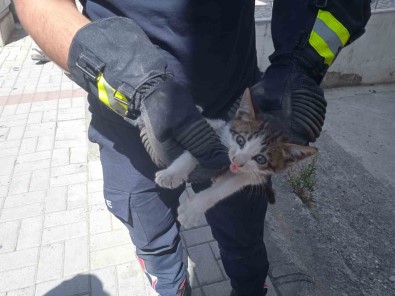 Alanya'da Motosikletin Içine Sikisan Kedi 15 Dakikalik Çalismayla Kurtarildi