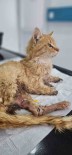 Kayseri'de Bacaklari Kesilmis Bir Kedi Bulundu
