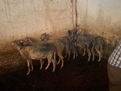 Koyunlari Telef Olmaktan Itfaiye Ekipleri Kurtardi