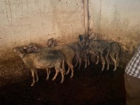 Koyunlari Telef Olmaktan Itfaiye Ekipleri Kurtardi