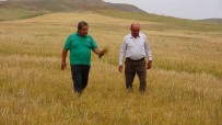 Kuraklik Çiftçiyi Vurdu, Sararip Kuruyan Ekinler Hayvanlara Yem Olacak Haberi