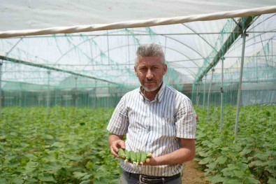 Marmara'nin 'Küçük Antalya'si' Olarak Bilinen Sögüt Ve Inhisar Ilçelerine Bagli Köylerde Salatalik Hasadi Basladi