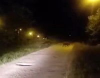 Sinop'ta Domuzlar Sehre Indi