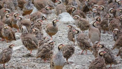 Yozgat'ta 17 Yilda 208 Bin Keklik Üretilerek Dogaya Salindi