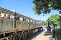 Bingöl'de Kurbanlik Sevkleri Basladi