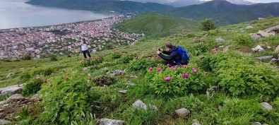 Sadece 20 Günlük Ömrü Olan Sakayiklar Çiçek Açti