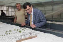 Baskan Eyüp Kahveci Tibbi Ve Aromatik Bitki Merkezini Inceledi