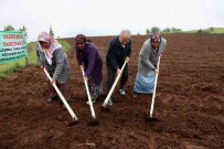 Baskan Güler Açiklamasi 'Akkus Fasulyesine Avrupa Birligi Cografi Isaret Almak Için Çalismalar Yapiliyor'