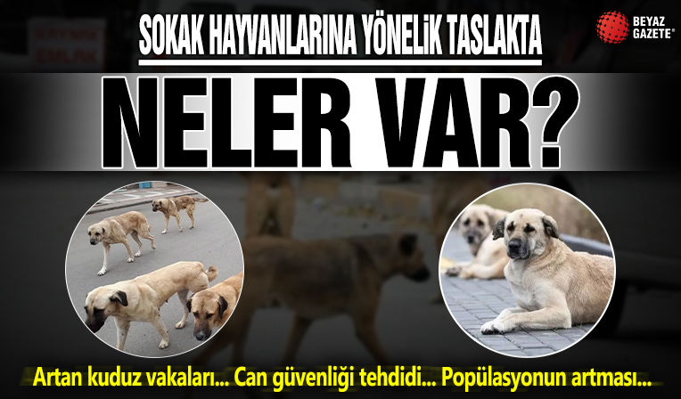 AK Parti’nin sokak hayvanları yasası taslağında neler var? İşte detaylar!