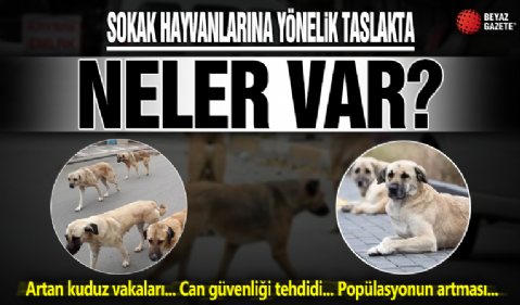 AK Parti’nin sokak hayvanları yasası taslağında neler var? İşte detaylar!