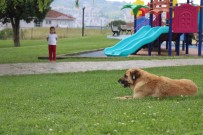 Çocuk Parkinda Dehset Açiklamasi 5 Yasindaki Kiz, Kaydirak Altinda Yatan Köpegin Saldirisina Ugradi