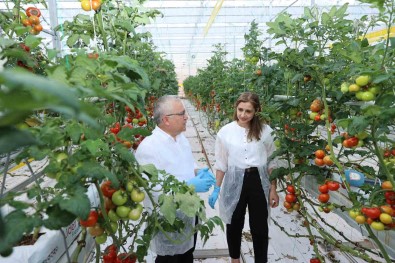 Metan Gazi Enerjiye, Enerjiden Üretilen Isi Ise Domatese Dönüsüyor