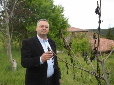 Soguk Hava Ceviz Agaçlarini Vurdu Açiklamasi Açan Çiçekler Sogukta Kurudu