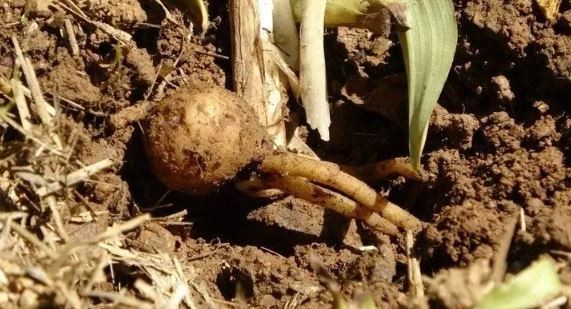 Karadeniz'de topraktan adeta altın çıkıyor! Kilo fiyatı 1.500 TL