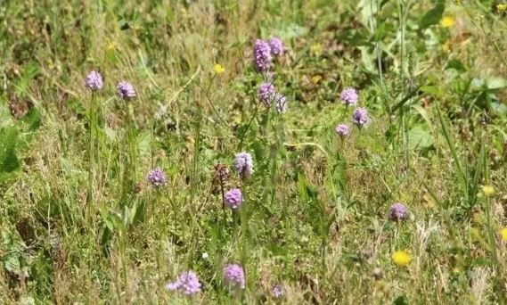 Karadeniz'de topraktan adeta altın çıkıyor! Kilo fiyatı 1.500 TL