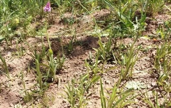 Karadeniz'de topraktan adeta altın çıkıyor! Kilo fiyatı 1.500 TL