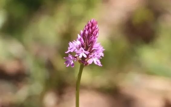 Karadeniz'de topraktan adeta altın çıkıyor! Kilo fiyatı 1.500 TL