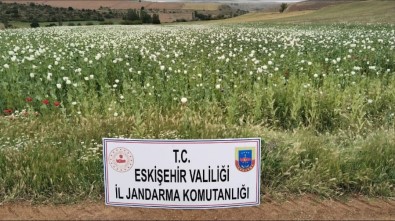 23 Bin Metrekare Alana Ekilen 22 Bin 580 Kök Hashas Bitkisi Imha Edildi