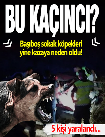 Başıboş sokak köpekleri yine kazaya neden oldu! Çarpmamak için manevra yapan sürücü şarampole devrildi: 5 yaralı