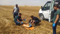 Bugday Tarlasinda Ayaklari Kesilen Köpek Tedavi Altina Alindi