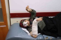 Oltu'da Sokak Köpekleri Dehset Saçti