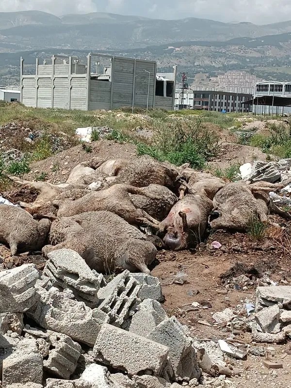 Başıboş köpekler Kahramanmaraş’ta dehşet saçtı… Köpekler 40 koyun, 150 tavuk ve 55 kazı telef etti