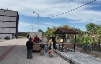 Artvin'in Arhavi Ilçesinde Basibos Sokak Köpekleri Mahalleliyi Birbirine Düsürdü Haberi