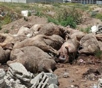 Başıboş köpekler Kahramanmaraş’ta dehşet saçtı… Köpekler 40 koyun, 150 tavuk ve 55 kazı telef etti