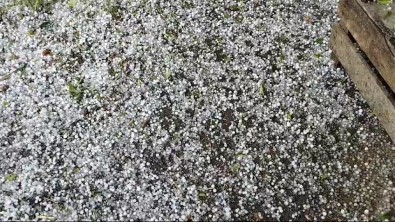 Dolu Yagisi Meyve Agaçlari Ve Ekili Arazilere Zarar Verdi