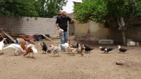 Hayvanat Bahçesi Degil Evinin Bahçesi, Adeta Ali Baba'nin Çiftligi Haberi
