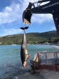 Kemer'de Ölü Yunus Baligi Sahile Vurdu Haberi