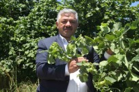 Soydan Açiklamasi 'Findikta Açiklanan Rekolte Tahminleri Gerçegi Yansitmiyor'