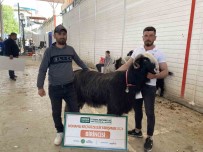 Burdur'da Teke Ve Koçlarin Güzellik Yarismasi Renkli Görüntülere Sahne Oldu