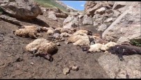 Baskale'de Sürüye Kurtlar Saldirdi, 74 Koyun Telef Oldu