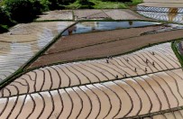 Bitlis'te Imece Usulü Çeltik Ekimi Basladi