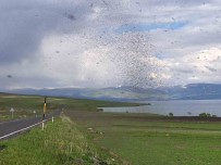 Çildir Gölü'nü Milyonlarca 'Göl Sinegi' Sardi