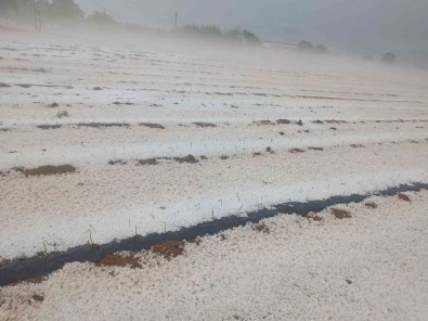 Dolu Yagisi Ekili Arazileri Beyaz Örtüyle Kapladi