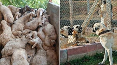 Başıboş köpekler dehşet saçtı: Yüzlerce hayvan telef oldu