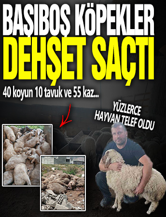 Başıboş köpekler dehşet saçtı: Yüzlerce hayvan telef oldu